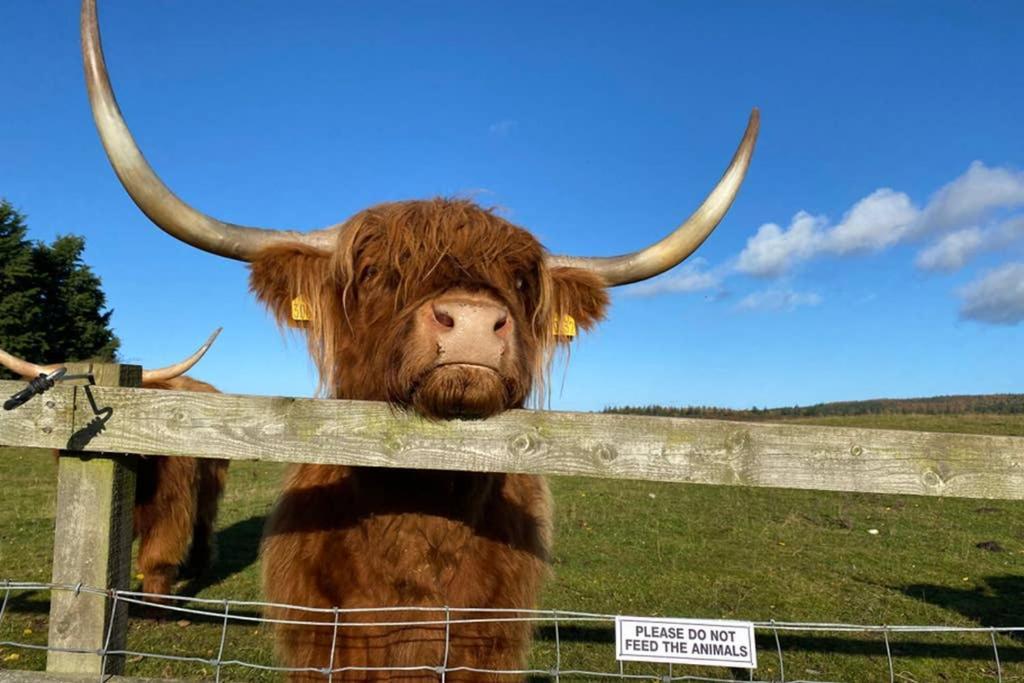 Glampods Glamping Pod - Meet Highland Cows And Sheep Elgin Villa Ngoại thất bức ảnh
