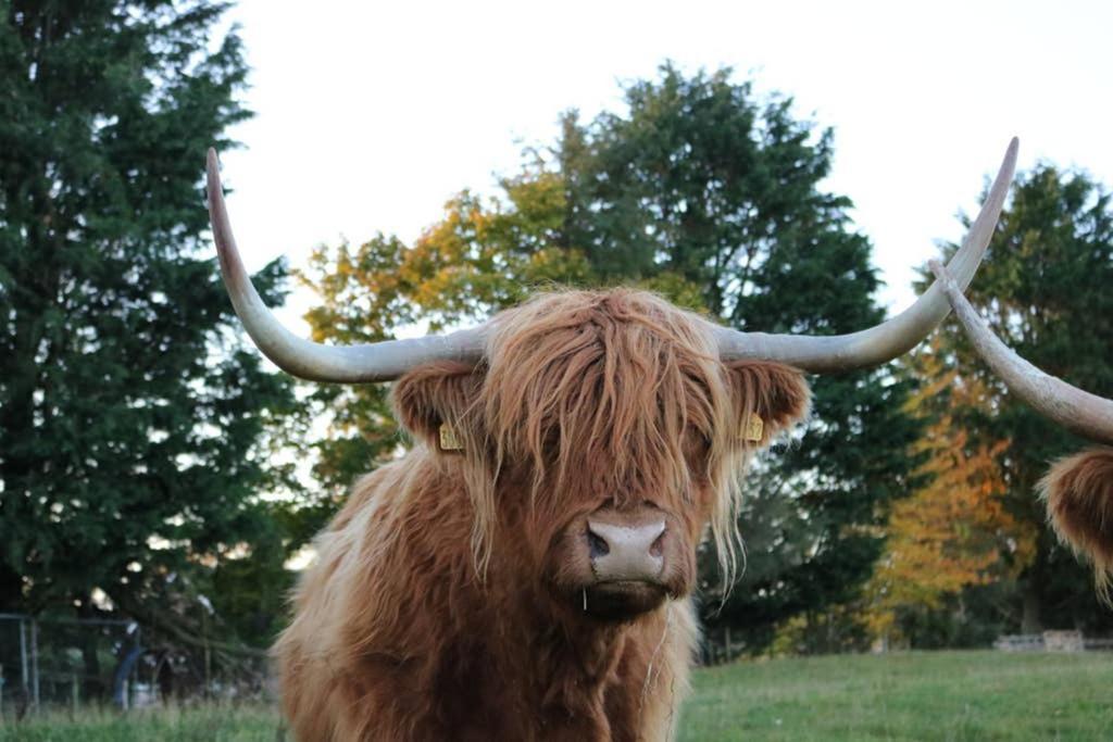 Glampods Glamping Pod - Meet Highland Cows And Sheep Elgin Villa Ngoại thất bức ảnh